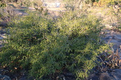 Coptosperma supra-axillare