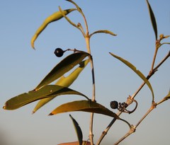 Coptosperma supra-axillare