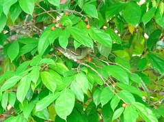 Treron curvirostra