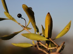 Coptosperma supra-axillare