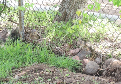 Ring-tailed Ground Squirrel