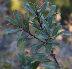 Euclea natalensis angustifolia