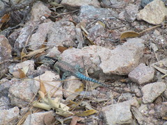 Sceloporus jarrovii