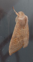 Xanthia ocellaris