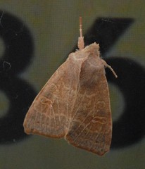Xanthia ocellaris