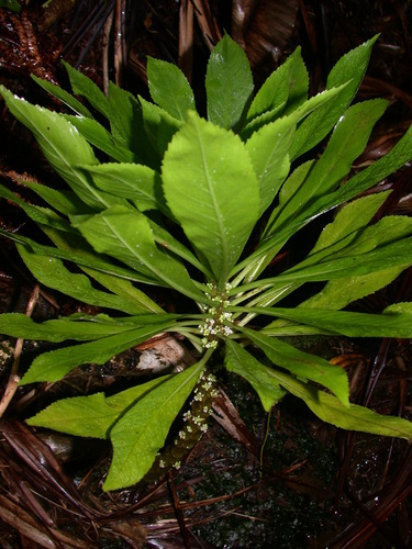 Pilea australis observed 2002-05-02