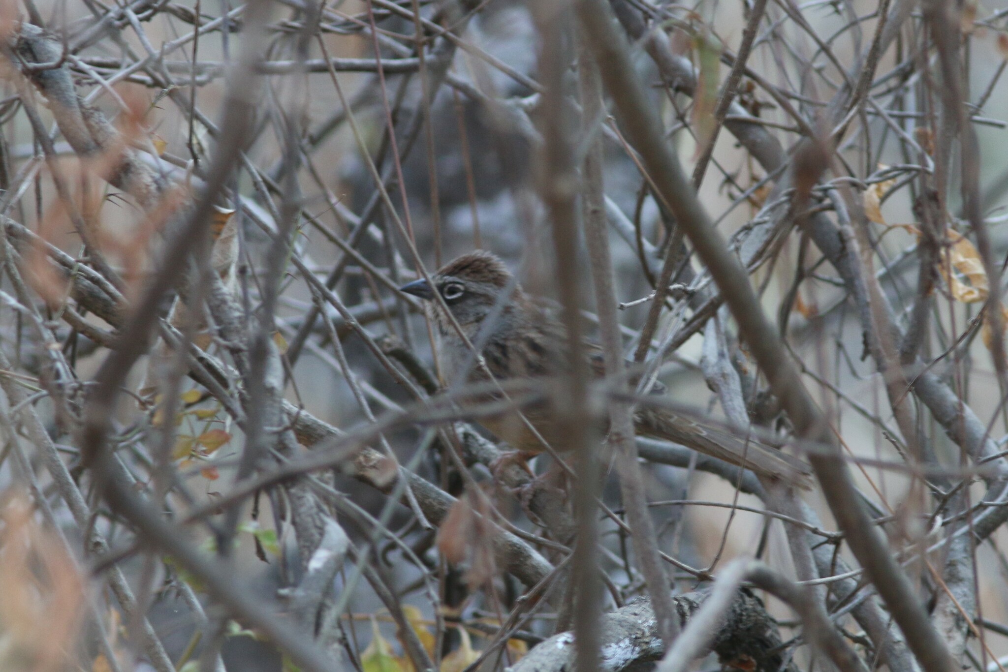 Oaxaca Sparrow (Aimophila notosticta), photo 5