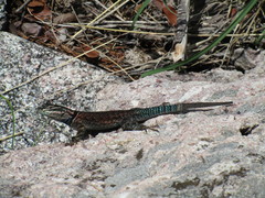 Sceloporus jarrovii