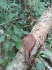 Ariophantidae