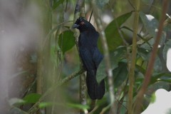 Bornean Black Magpie photo 2