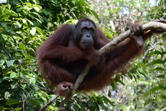 Pongo pygmaeus