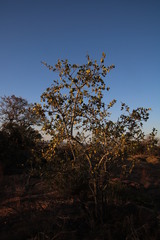 Euclea natalensis angustifolia