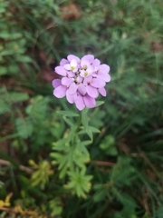Iberis