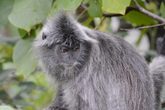 Trachypithecus cristatus