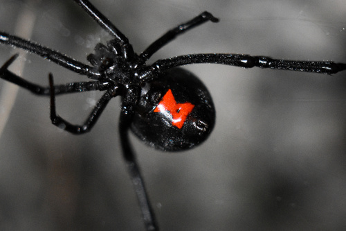 Southern Black Widow