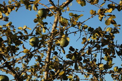 Strychnos madagascariensis