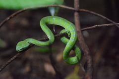 Tropidolaemus subannulatus