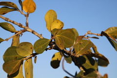 Strychnos madagascariensis