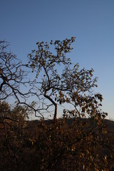 Strychnos madagascariensis