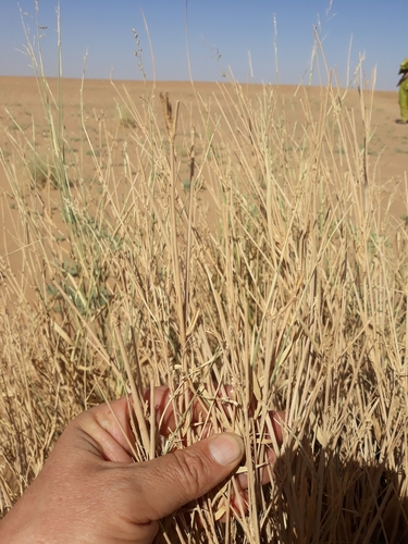 Desert grass (Panicum turgidum)
