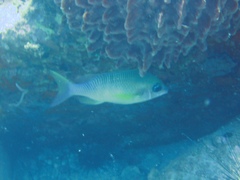 Scolopsis margaritifera