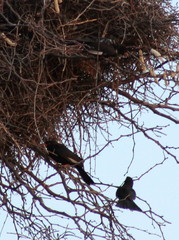 Bubalornis niger niger