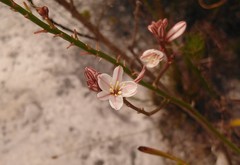 Trachyandra tabularis