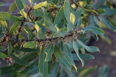Euclea natalensis angustifolia