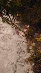 Trachyandra tabularis