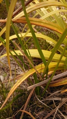 Trachyandra tabularis