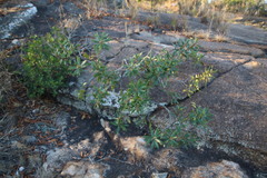 Euclea natalensis angustifolia