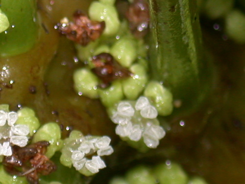 Pilea australis observed 2002-04-21