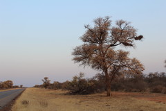 Bubalornis niger niger