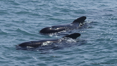Globicephala melas