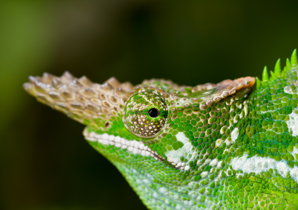 ニッタンプロフ確認　Chameleons of Africa ニッタンプロフ確認 Chameleons of Africa ニッタンプロフ確認