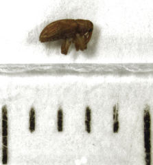Peristoreus fulvus