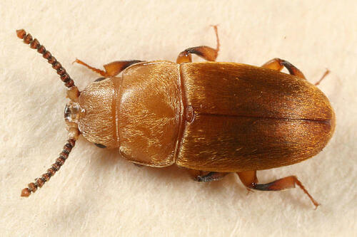 Antherophagus ochraceus Melsheimer, 1844