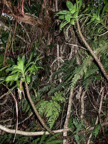 Pilea australis observed 2002-03-30