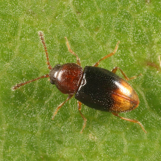 Atomaria distincta