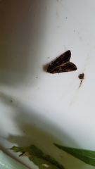 Argyrogramma verruca