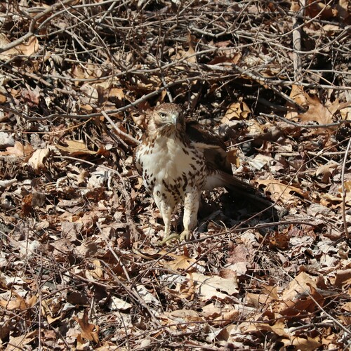 Red-tailed Hawk photographed in Connecticut