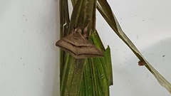 Ophisma