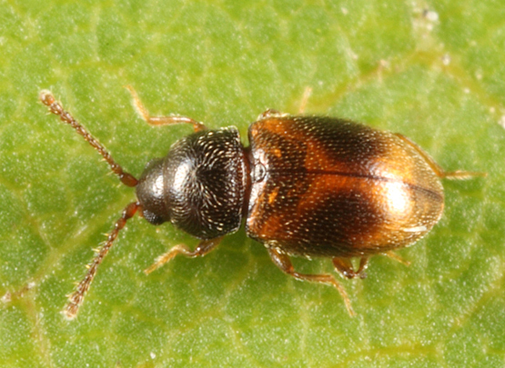 Silken Fungus Beetles