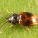 Fuktbaggar - Photo (c) Tom Murray, vissa rättigheter förbehållna (CC BY-NC), uppladdad av Tom Murray