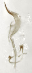 Peristoreus fulvus