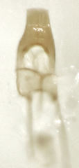 Peristoreus fulvus