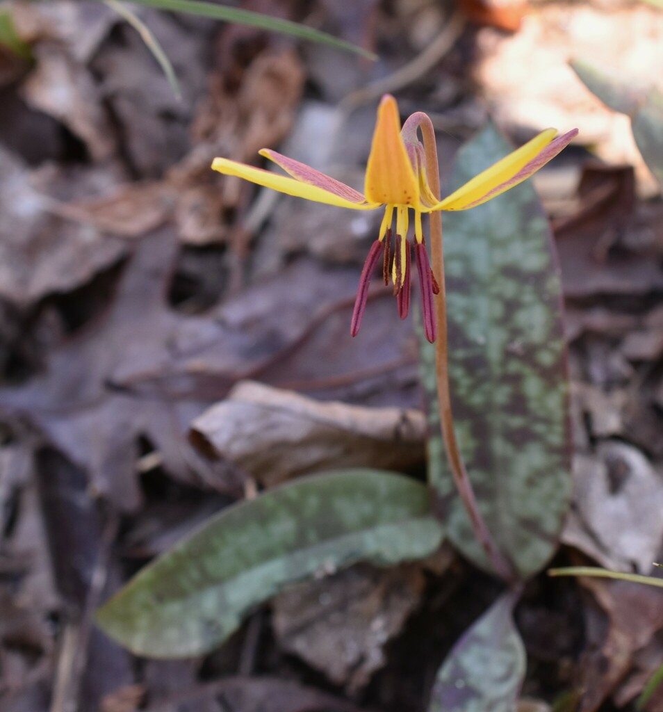 dimpled trout lily from Dekalb County, GA, USA on March 19, 2022 at 11