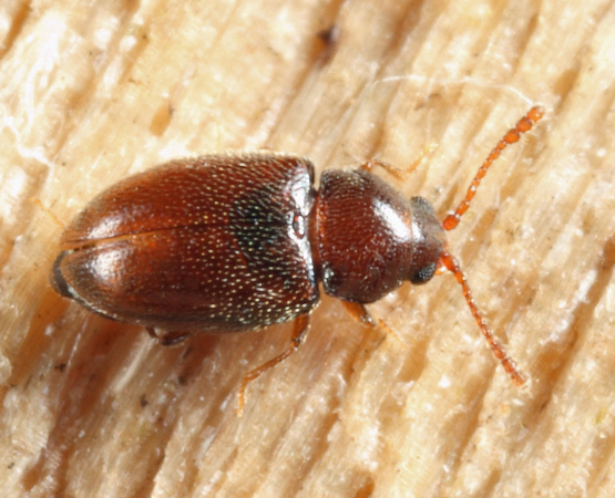 Atomaria fuscata