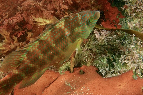 Corkwing Wrasse