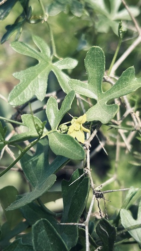 Kedrostis nana